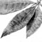 Single leaf of the money tree.