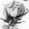 Ink wash of 3 roses